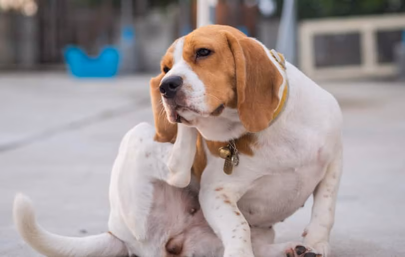 Best Food For Dogs With Dandruff