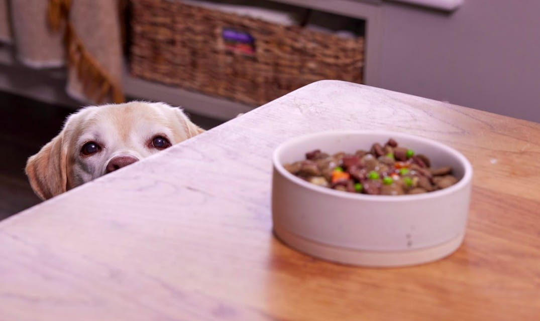 Best Food for Overweight Dogs