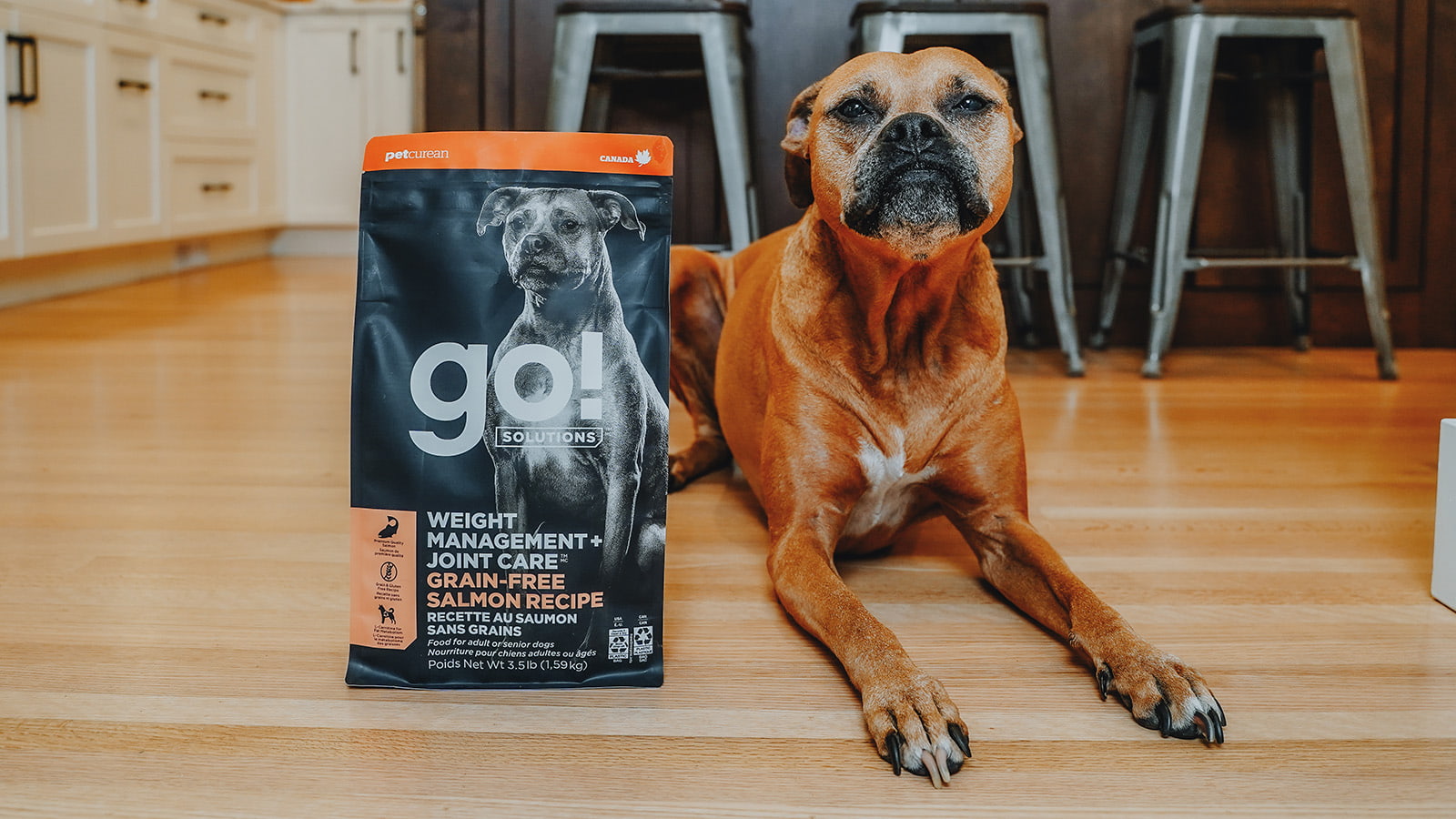 Brown dog beside a GO! Solutions weight management and joint care salmon dog food bag