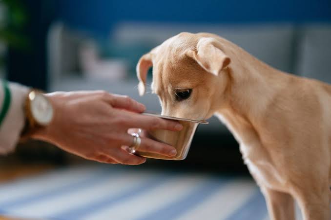 Underweight puppy eating food from a silver bowl held by a person